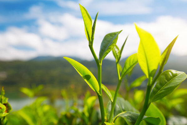 Camellia sinensis tea