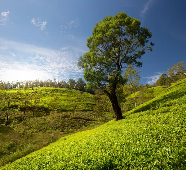 Sri Lanka — Stockfoto