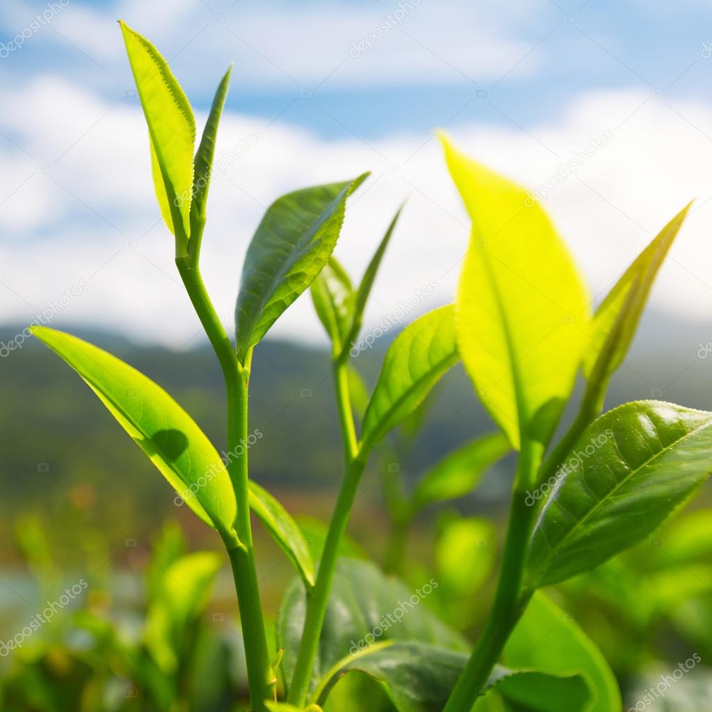 Camellia sinensis tea