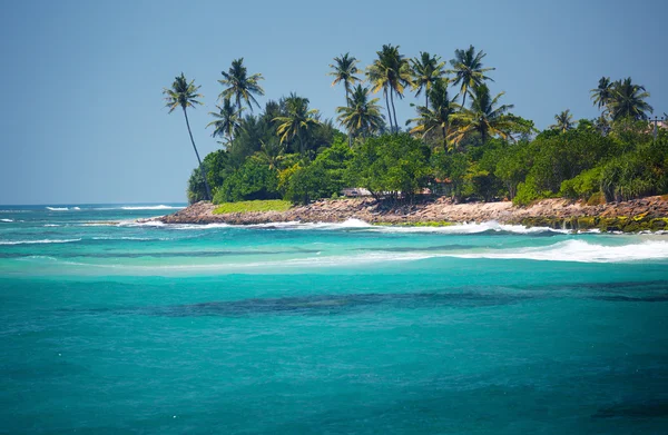 Palm trees on the coast — Stock Photo, Image