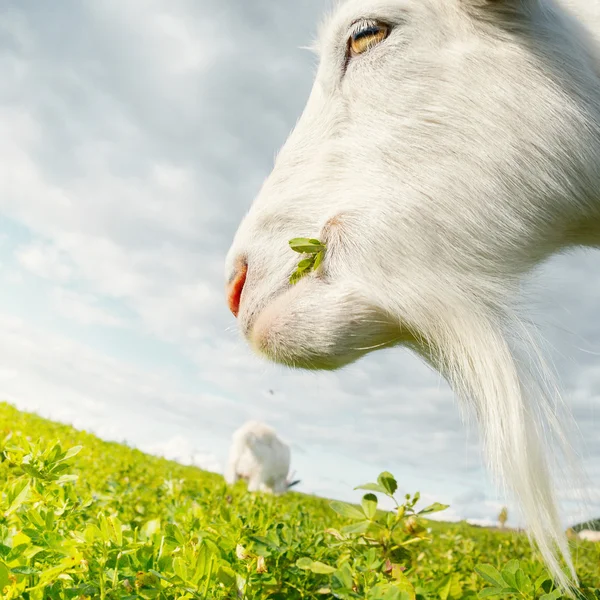 Geit op het weitje — Stockfoto