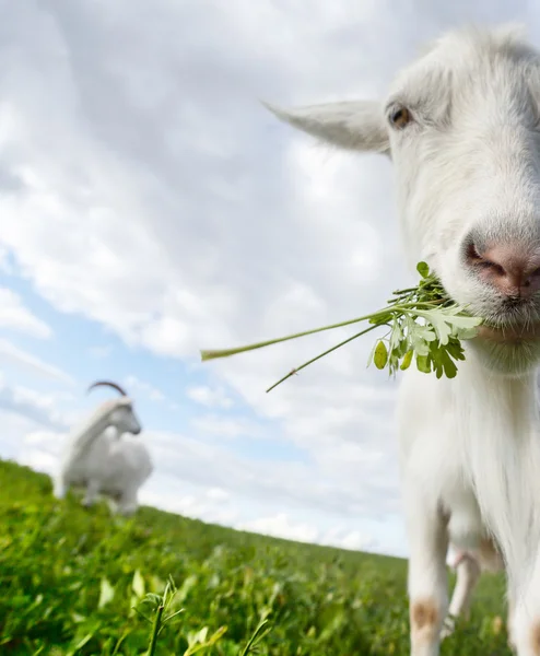 Goats on the meadow — Stock Photo, Image