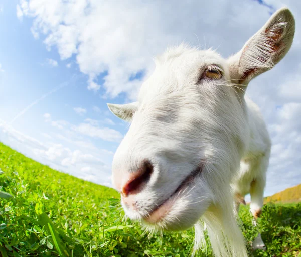 Chèvre sur la prairie — Photo