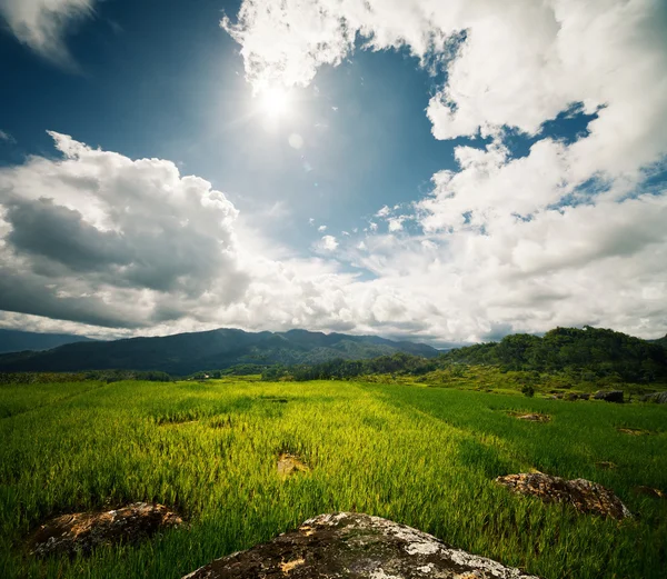 Green rice field with rocks at sunny day — Stock Photo, Image