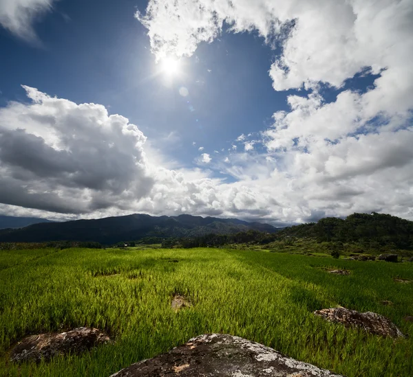 Campo de arroz verde com rochas no dia ensolarado — Fotografia de Stock