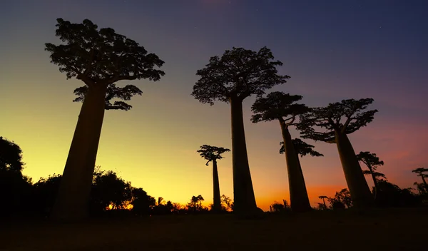 Madagaskar — Stock fotografie