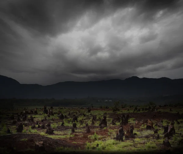 Tocones en el valle —  Fotos de Stock