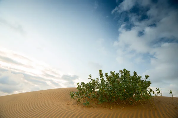 Groene struik in de woestijn — Stockfoto