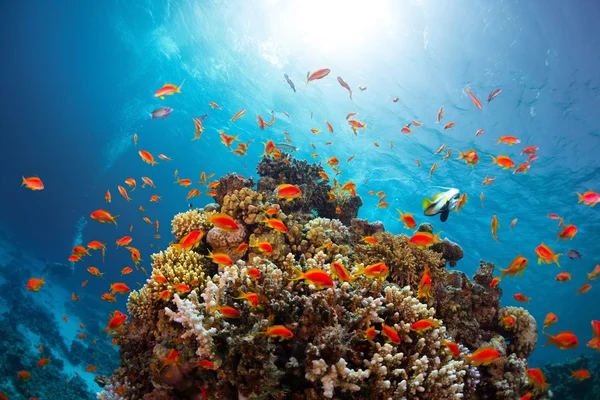 Arrecife con peces — Foto de Stock