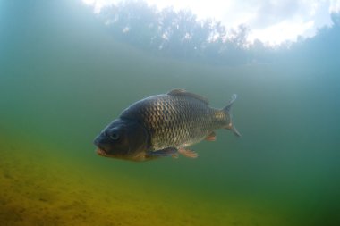 Gölde sazan balığı