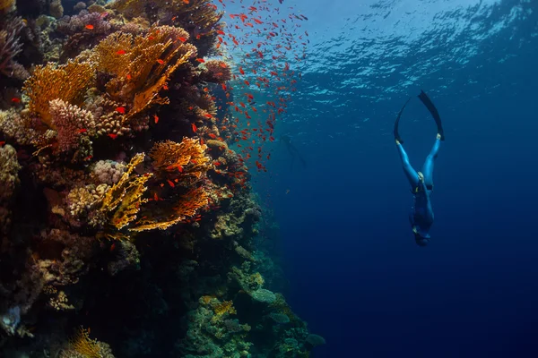 Freediver denizde — Stok fotoğraf
