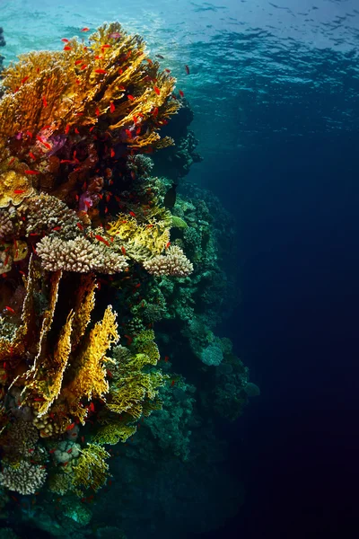 Rotes Meer unter Wasser — Stockfoto