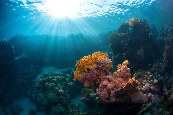 Rudé moře pod vodou — Stock fotografie