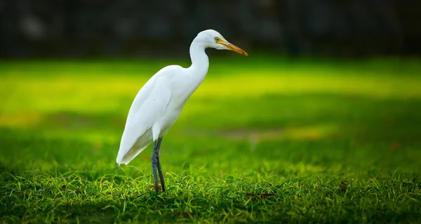 Garzetta heron-egretta branca — Fotografia de Stock