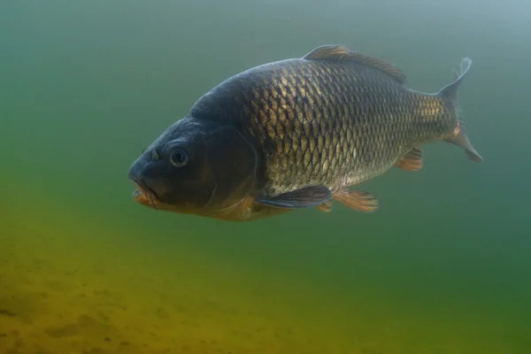 Karper in de vijver — Stockfoto