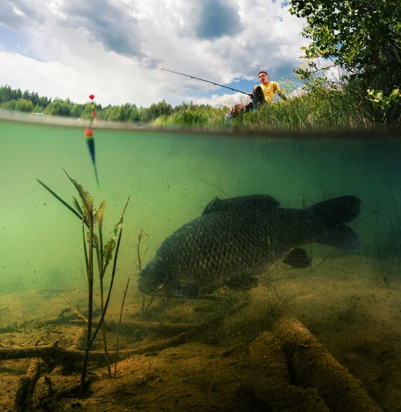 Lagoa com carpa — Fotografia de Stock