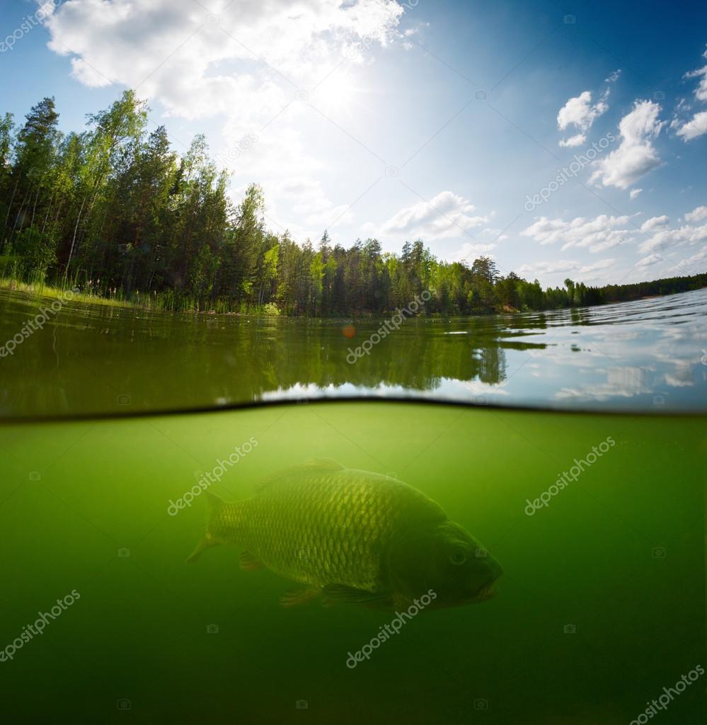 Pond with carp