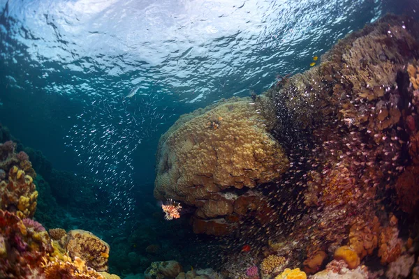 Riff mit Fischen — Stockfoto