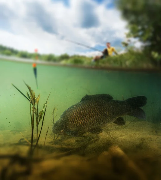 Stagno con carpa — Foto Stock