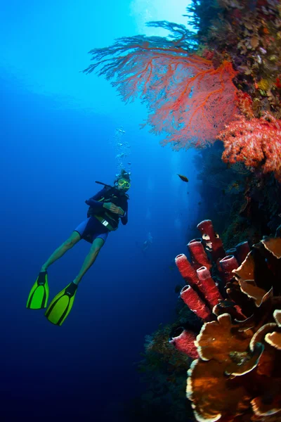 Mergulhador e coral — Fotografia de Stock