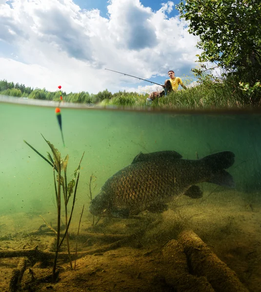 Stagno con carpa — Foto Stock