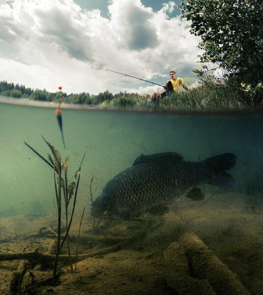 Пруд с карпом
