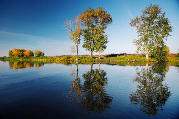 Arbres sur le lac — Photo