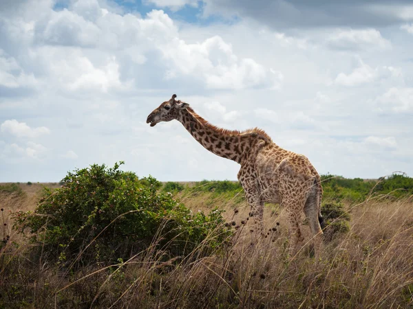 Giraffe — Stock Photo, Image