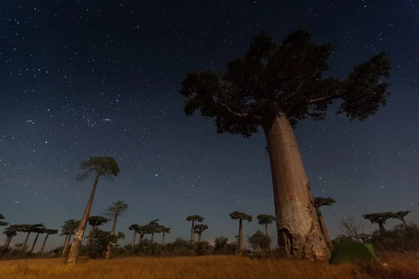 Madagaskar — Stockfoto