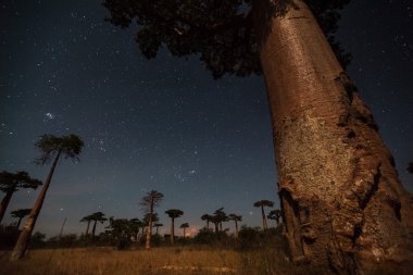 Madagaskar. Baobab ağaçları