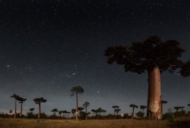 Madagaskar. Baobab ağaçları