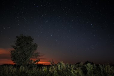 Ağaç ve yıldızlı gökyüzünün
