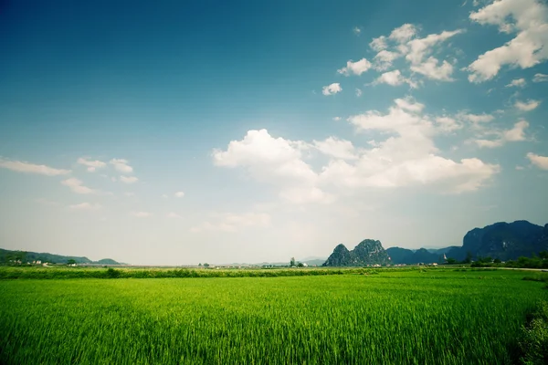 Rice field at sunny day — Stock Photo, Image