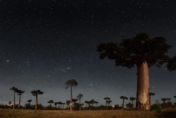 Madagaskar. Baobab träd — Stockfoto