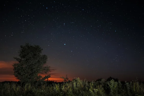Träd och stjärnklar himmel — Stockfoto