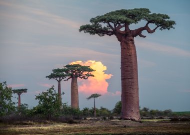 Madagaskar. Baobab ağaçları