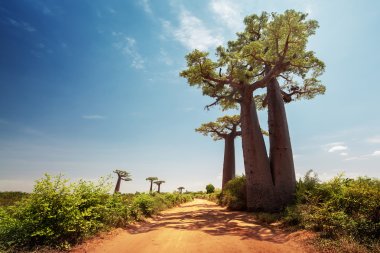 Madagaskar. Baobab ağaçları