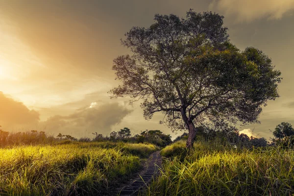 Tree on the meadow — Stock Photo, Image