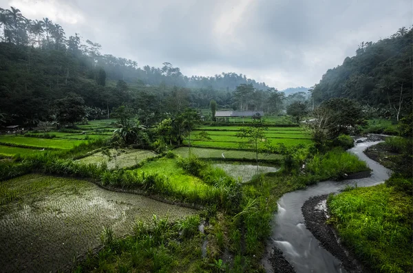 Campo de arroz — Fotografia de Stock