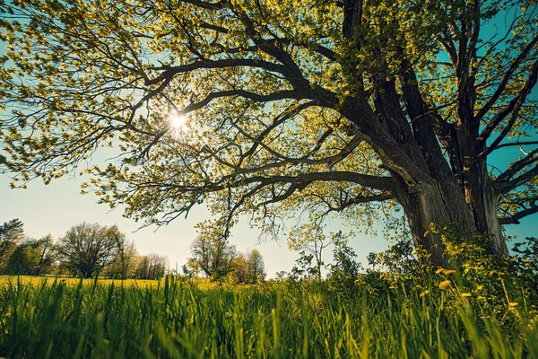 Büyük ağaç bir alanda — Stok fotoğraf