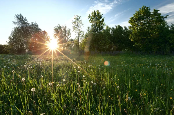 Campo verde en verano — Foto de Stock