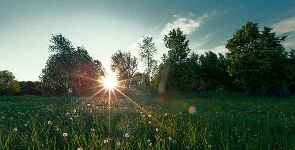 Grönt fält på sommaren — Stockfoto