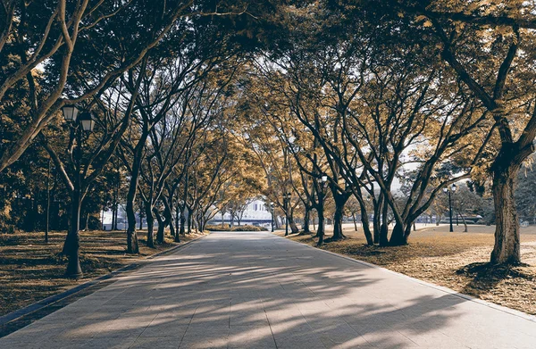 Callejón de otoño con árboles — Foto de Stock