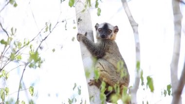 Bebek kahverengi lemur