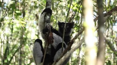 İndri lemur ağaç üzerinde