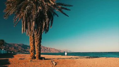 palmiye ağacı deniz kenarı