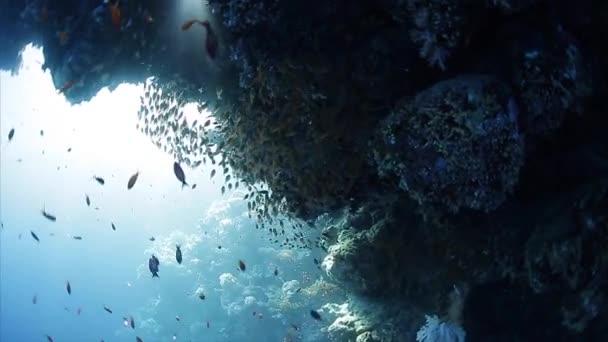 珊瑚礁的水下景观 — 图库视频影像