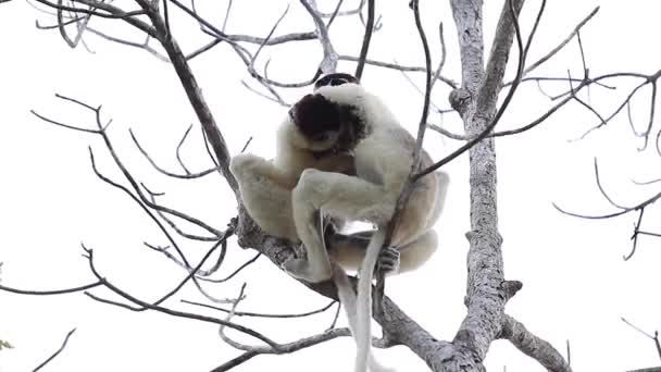 İki sifaka Lemurlar — Stok video