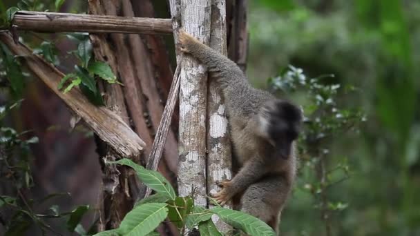 Brown lemur on the tree — Stock Video