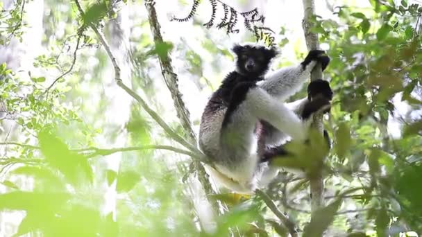 Indri lemura na stromě — Stock video